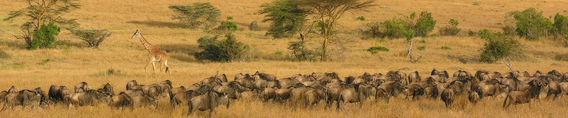 Safari in Serengeti, Tanzania